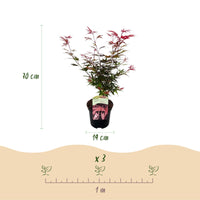 Green boutiQ - Terrasplant - Japanse Esdoorn - Acer palmatum Shaina - Rood - 1 Plant - Bladverliezend - Pot 19cm Hoogte 70cm