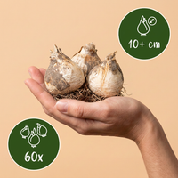 60x Allium Miami - Sierui - Paars - Zomerbloeier - Bolmaat 10/+