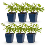 Green boutiQ - Stauden - Astilbe (J) Deutschland - Prachtspiere - Schatten - Weiß - 6 Pflanzen - Topf 11cm - Höhe 15-25cm