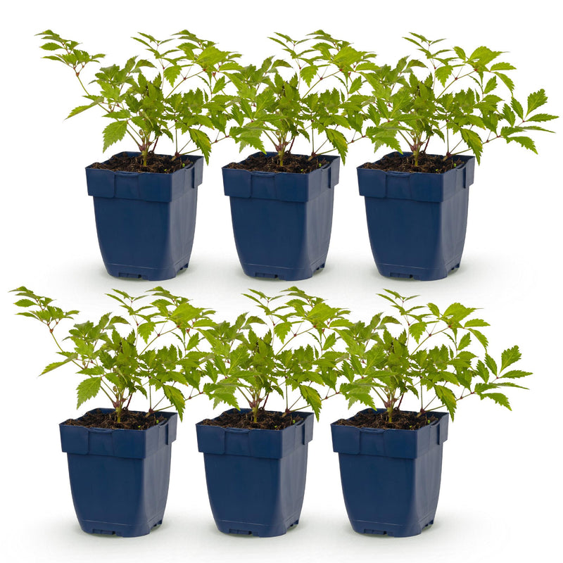 Green boutiQ - Vasteplant - Astilbe (J) Deutschland - Pluimspirea - Schaduw - Wit - 6 Planten - Pot 11cm - Hoogte 15-25cm