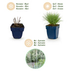 Green boutiQ - Stauden - Festuca glauca - Blauschwingel - Immergrün - Blau - 6 Pflanzen - Topf 11cm - Höhe 15-25cm