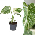 Monstera Creme Brulee - Monstera Creme Brulee - Green - Cream - Tropical - Ø6cm - ↕14cm