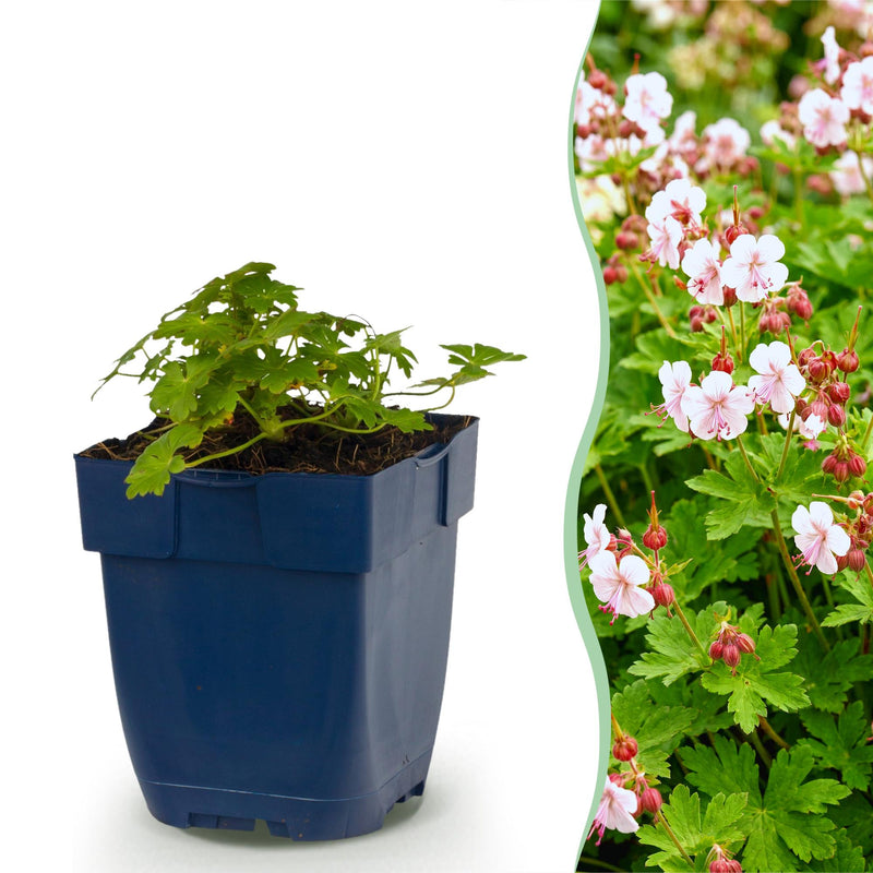 Green boutiQ - Vasteplant - Geranium macr. Spessart - Ooievaarsbek - Bodembedekkend - Wit-Roze - 24 Planten - Pot 11cm - Hoogte 15-25cm