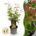 Green boutiQ - Plante de jardin - Acer palmatum Phoenix - Rose - 3 plantes - Caduc - Peu d'entretien - Pot 12cm Hauteur 35cm