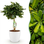 Green boutiQ - Plantes d'intérieur - Schefflera Gold Capella - Arbre à ombrelle - Peu d'entretien - Vert - doré - 1 Plante - avec Pot Blanc - Pot 21cm - Hauteur 70-80cm
