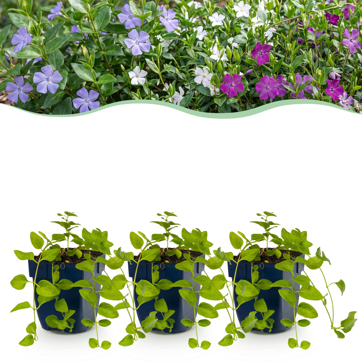 Vasteplant - Vinca Tricolour - Maagdenpalm - Bodembedekend - Blauw - Paars - Wit - 6 Planten - Pot 11cm - Hoogte 15-25cm