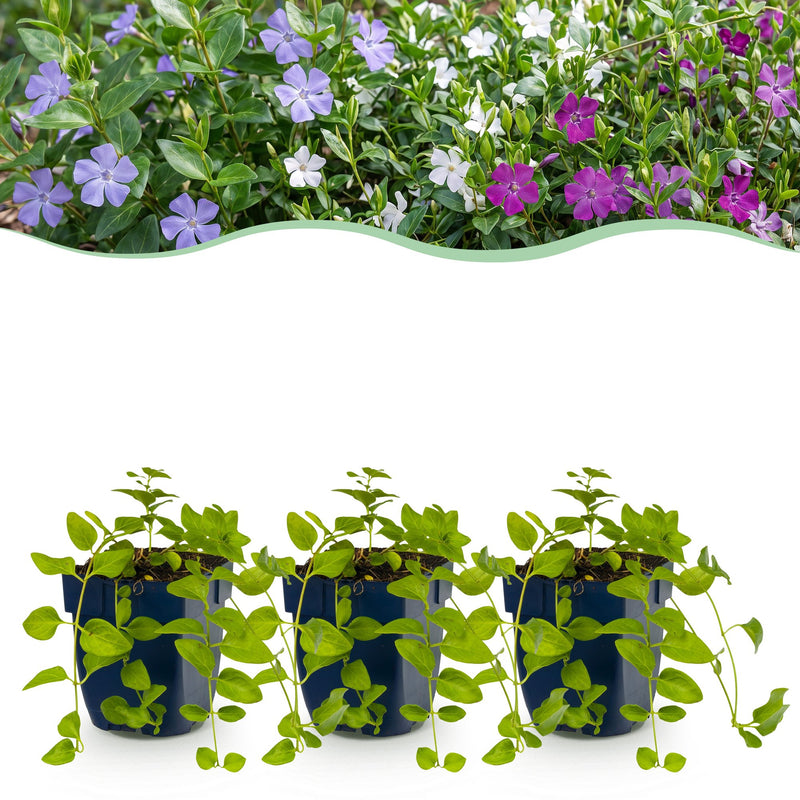 Vasteplant - Vinca Tricolour - Maagdenpalm - Bodembedekend - Blauw - Paars - Wit - 6 Planten - Pot 11cm - Hoogte 15-25cm