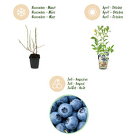 Green boutiQ - Fruitplanten - Blauwe Bes - Vaccinium corymbossum Bluecrop - Winterhard - 3 Planten - Pot 9 cm - Blauwe Bes