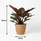 Green boutiQ - Plante d'intérieur - Philodendron - Philodendron Imperial Red - Rouge - Entretien facile - 1 Plante - avec Panier - Pot 19cm - Hauteur 60cm