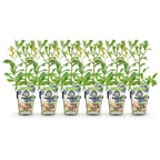 Green boutiQ - Obstpflanzen - Heidelbeere - Vaccinium corymbosum Bluecrop - Winterhart - 6 Pflanzen - Topf 9 cm - Heidelbeere