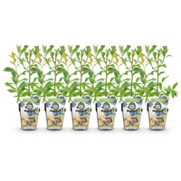 Green boutiQ - Fruitplanten - Blauwe Bes - Vaccinium corymbossum Bluecrop - Winterhard - 6 Planten - Pot 9 cm - Blauwe Bes