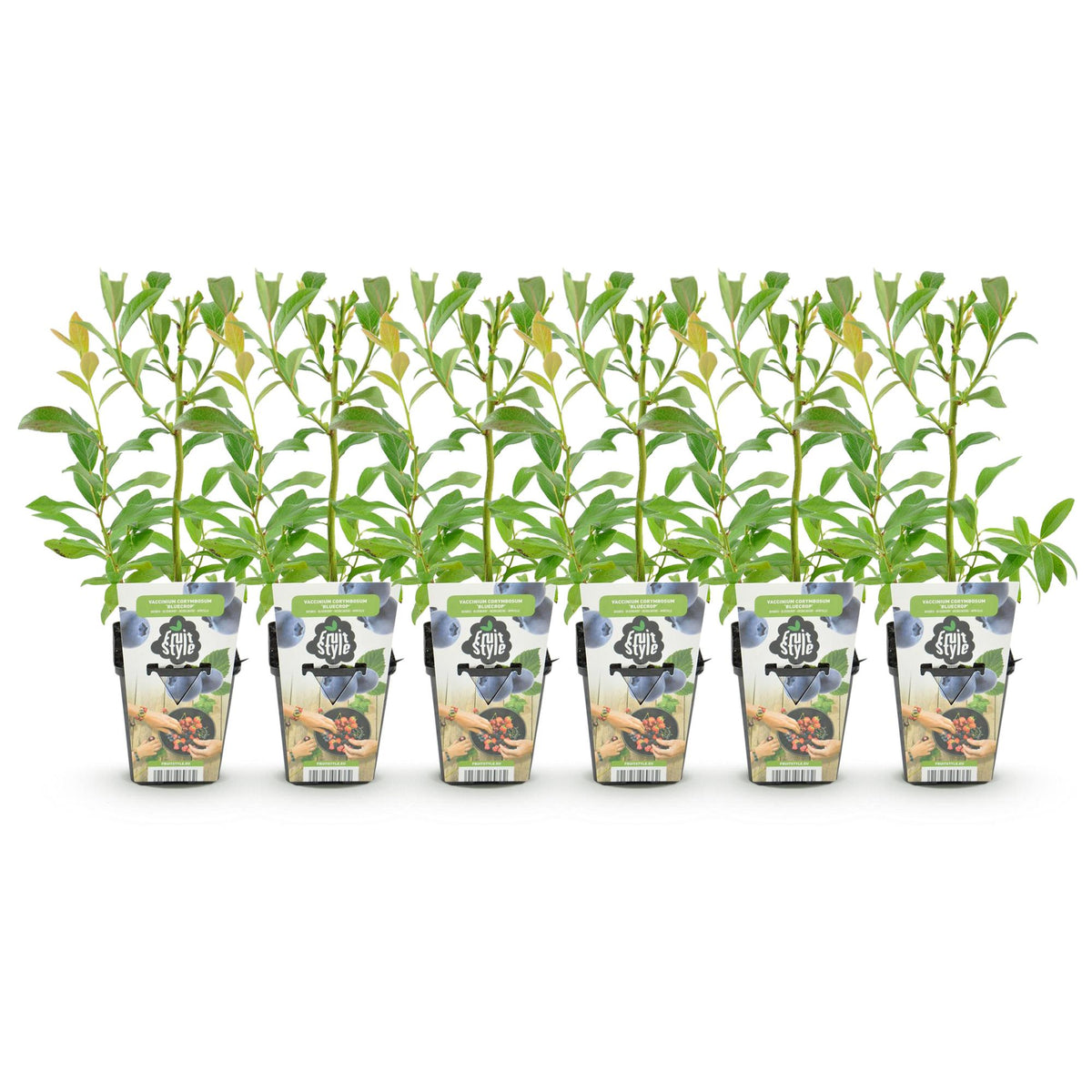 Green boutiQ - Obstpflanzen - Heidelbeere - Vaccinium corymbosum Bluecrop - Winterhart - 6 Pflanzen - Topf 9 cm - Heidelbeere