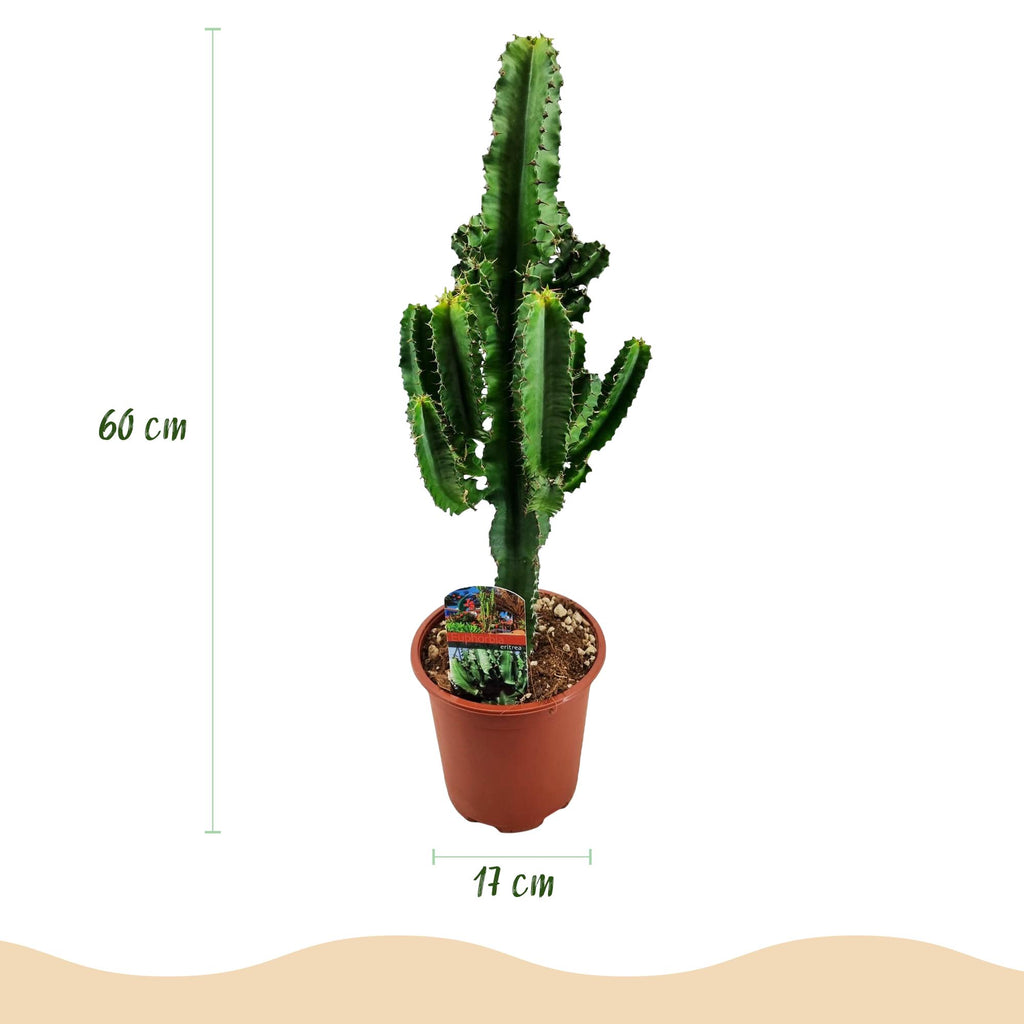 Green boutiQ - Plante d'intérieur - Euphorbia eritrea - Euphorbe d'Érythrée - Entretien facile - Vert - 2 - Pot 17cm - Hauteur 60cm