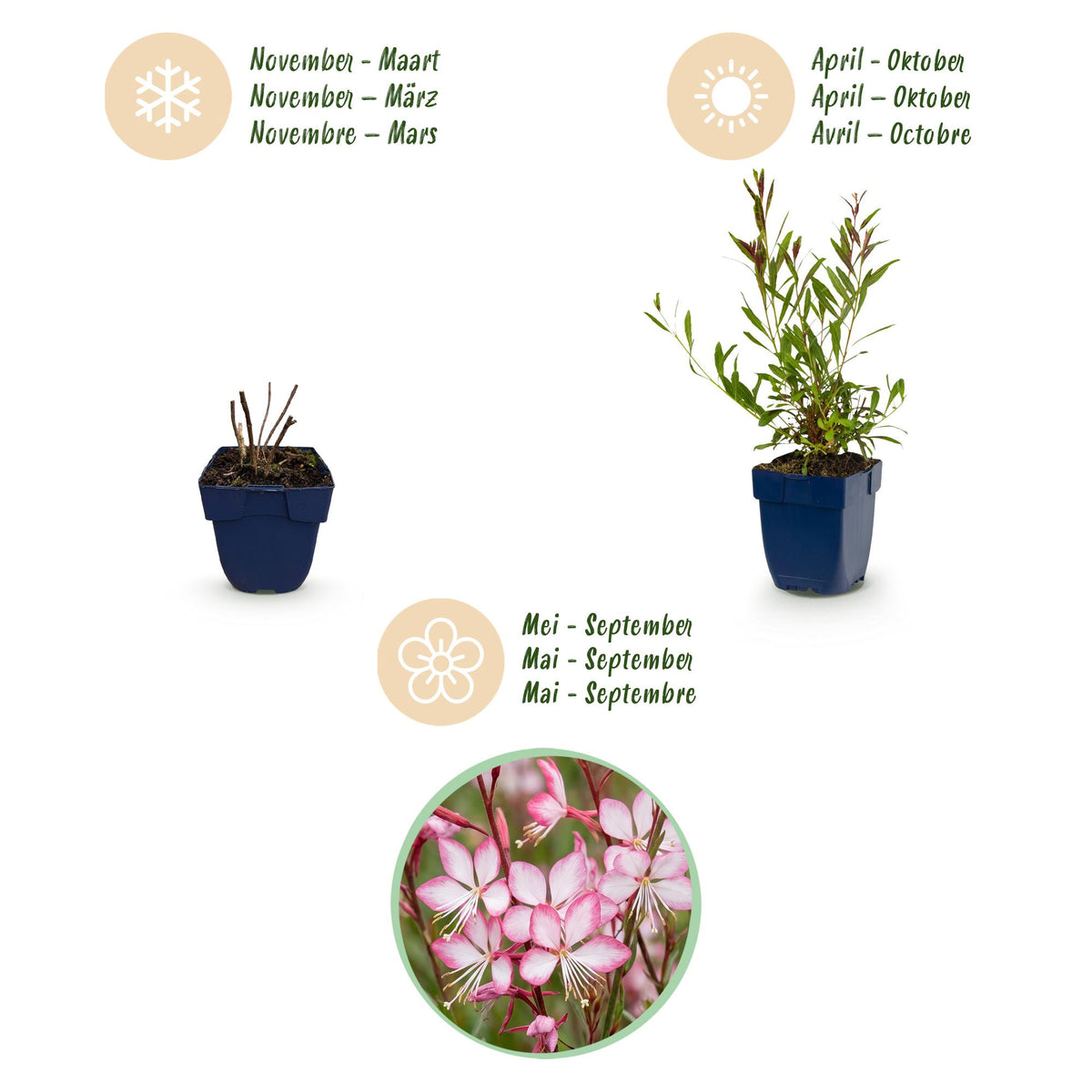 Green boutiQ - Stauden - Gaura lindh. Rosyjane - Prachtkerze - Bienen- und Schmetterlingsmagnet - Rosa - 12 Pflanzen - Topf 11cm - Höhe 15-25cm