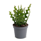 Epiphyllum Anguliger - Fishbone Cactus - Green - Tropical - Ø6cm - ↕15cm