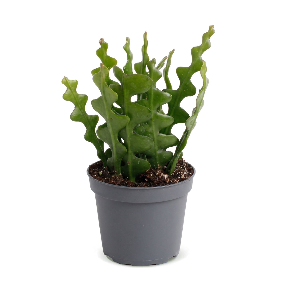 Epiphyllum Anguliger - Fishbone Cactus - Green - Tropical - Ø6cm - ↕15cm