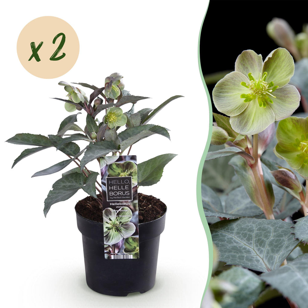 Green boutiQ - Plante de jardin - Rose de Carême - Helleborus sternii Silver Dollar - Fleur verte - 2 plantes - Persistant - Pot 14cm Hauteur 35cm