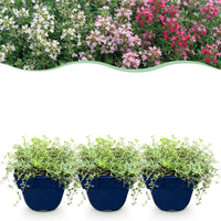 Green boutiQ - Perennial - Thymus Tricolour - Thyme - Ground Cover - Pink - Red - White - 12 Plants - Pot 11cm - Height 15-25cm