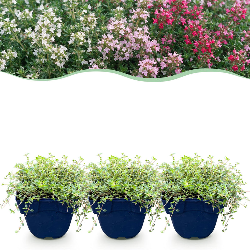 Green boutiQ - Perennial - Thymus Tricolour - Thyme - Ground Cover - Pink - Red - White - 12 Plants - Pot 11cm - Height 15-25cm