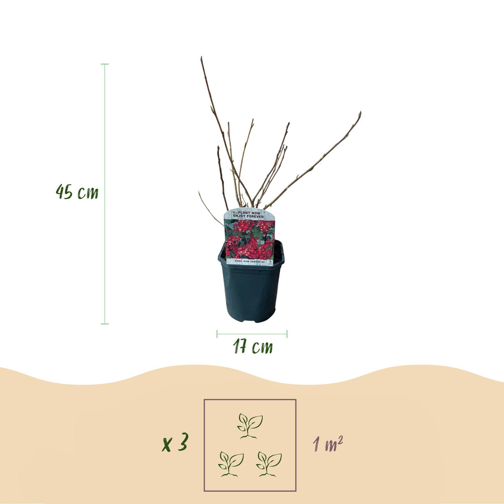 Green boutiQ - Arbustes - Ribes sanguineum King Edward - Fleurs rouges - 1 plant - Caduc - Entretien facile - Pot 17 cm Hauteur 45 cm