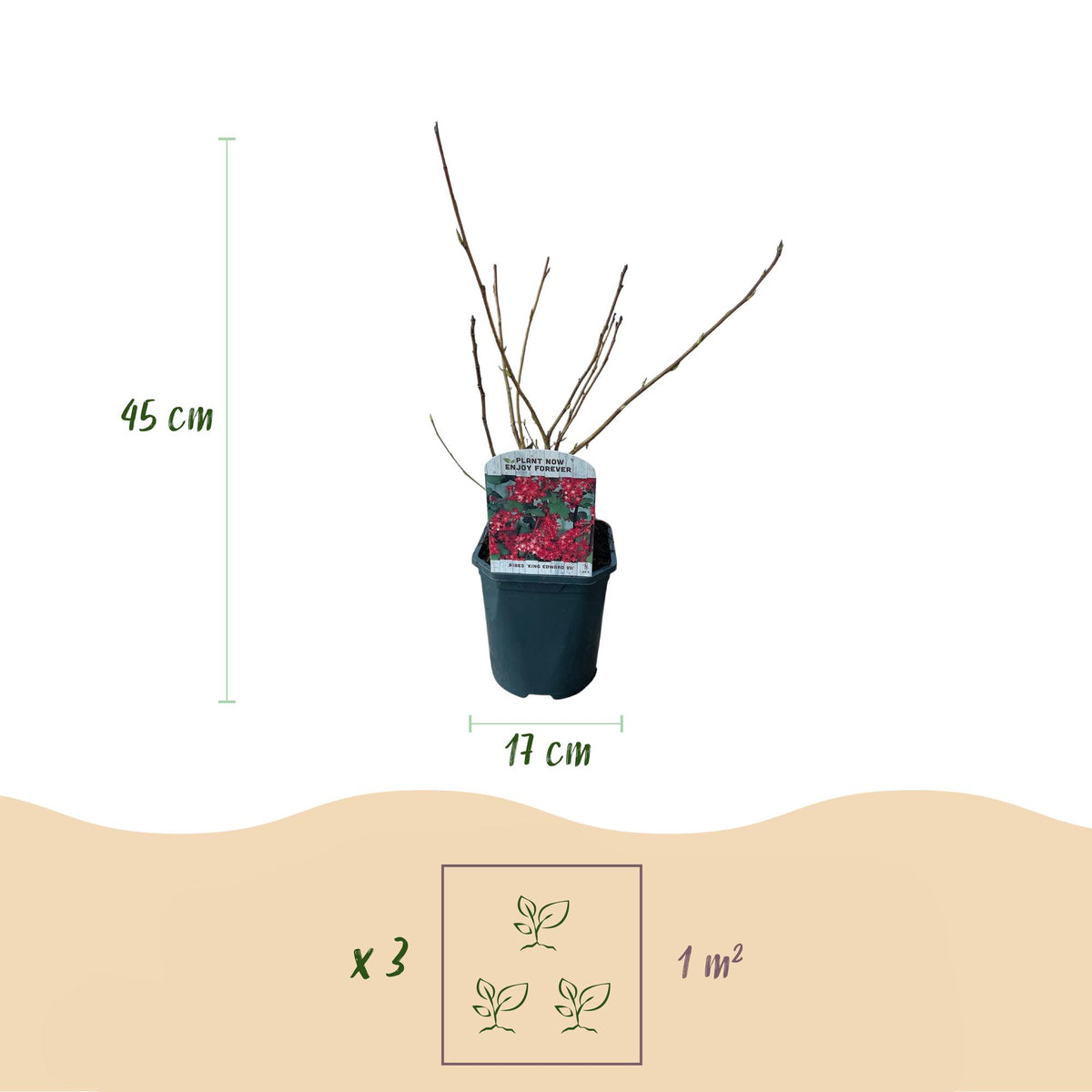 Green boutiQ - Arbustes - Ribes sanguineum King Edward - Fleurs rouges - 1 plant - Caduc - Entretien facile - Pot 17 cm Hauteur 45 cm