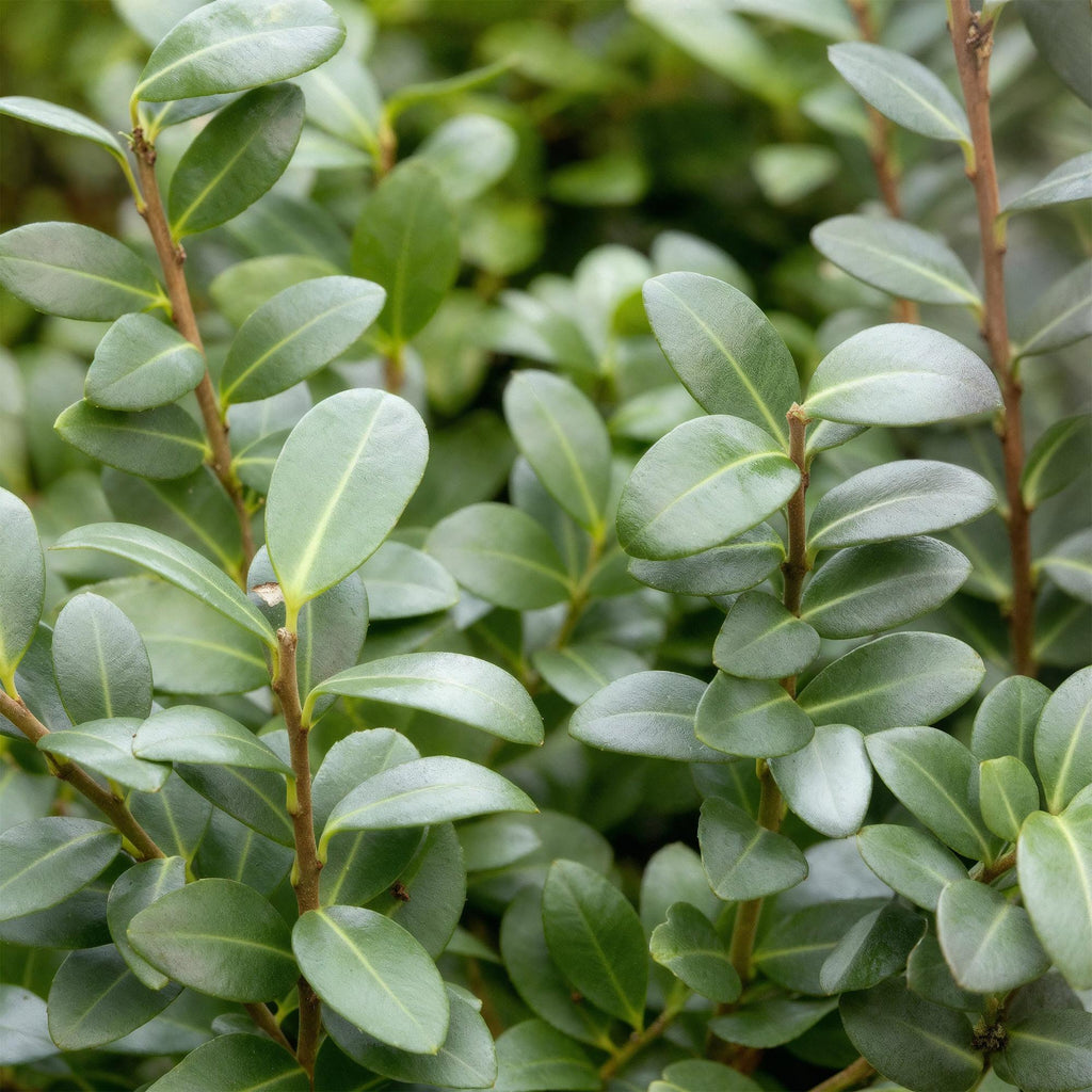 Green boutiQ - Heckenpflanzen - Ilex crenata Caroline Upright - Blatt Grün - 8 Pflanzen - 1 Laufmeter - Immergrün - Topf 9cm Höhe 25-30cm