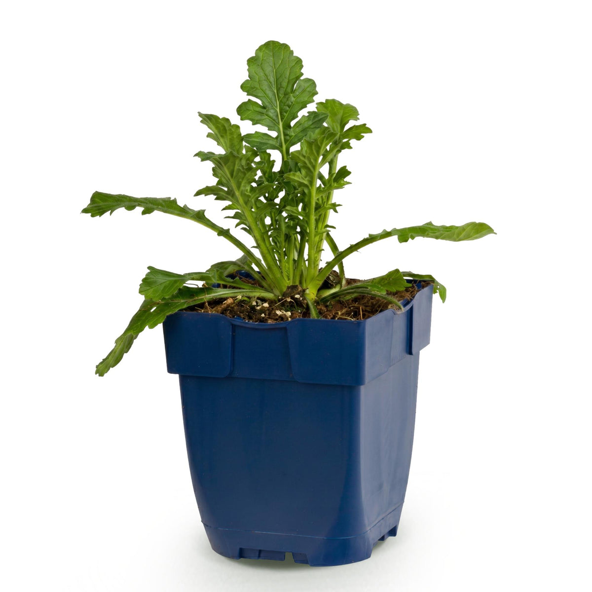 Green boutiQ - Vasteplant - Scabiosa col. Butterfly Blue - Duifkruid - Bijen en Vlinderlokkers - Paars - 1 Plant - Pot 11cm - Hoogte 15-25cm