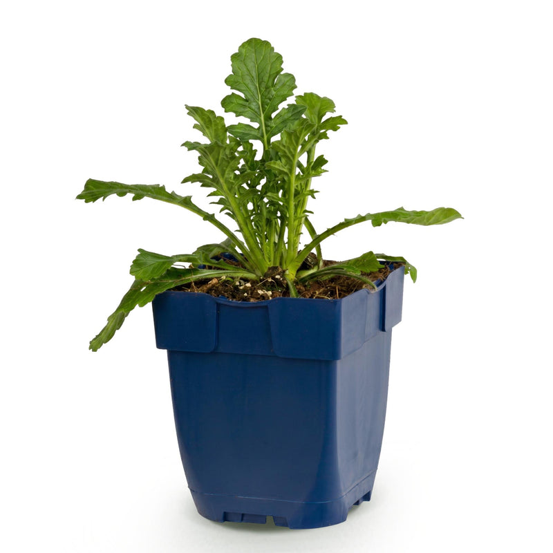 Green boutiQ - Vasteplant - Scabiosa col. Butterfly Blue - Duifkruid - Bijen en Vlinderlokkers - Paars - 1 Plant - Pot 11cm - Hoogte 15-25cm