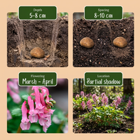 160x Corydalis Beth Evans - Helmbloem Beth Evans - Wit en Paars - Verwilderingsbol - Bolmaat 6/+