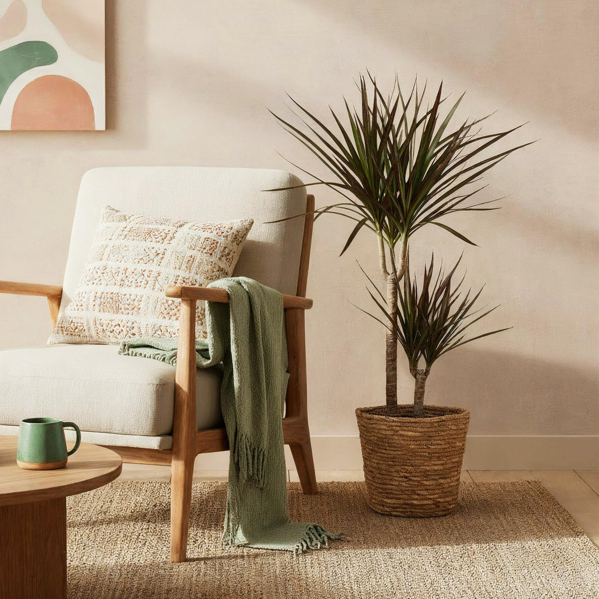 Green BoutiQ - Green is... Plantes d'intérieur - Dracaena Magenta - Dragonnier - Peu d'entretien - avec panier - Vert - 1 plante - Pot 21cm - Hauteur 90-100cm