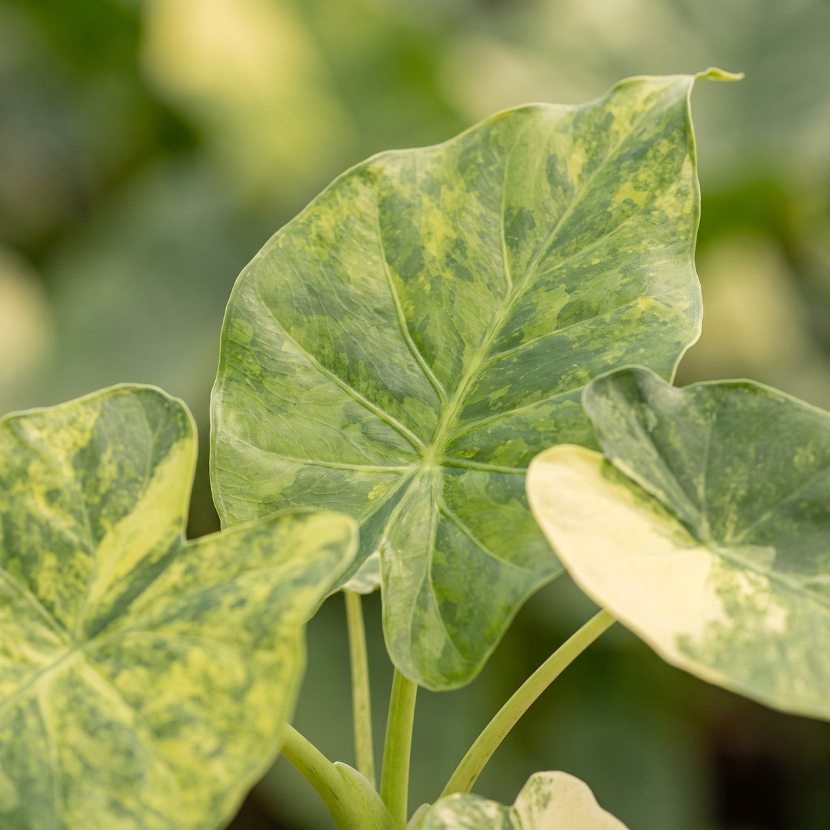 Alocasia Macrorrhiza Aurea Variegata - Golden Giant Taro - Green - Variegata - Tropical - Ø6cm - ↕15cm