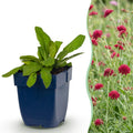 Green boutiQ - Stauden - Knautia macedonica - Mazedonische Witwenblume - Bienen- und Schmetterlingsmagnet - Dunkelrot - 12 Pflanzen - Topf 11 cm - Höhe 15-25 cm