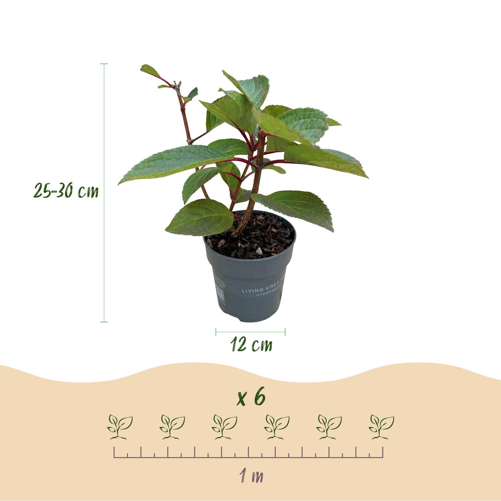 Green boutiQ - Plante de jardin - Hydrangea paniculata Living Infinity - Hortensia paniculé - Rustique - Blanc - 3 Plantes - Pot 12 cm - Hauteur 20-30 cm