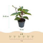 Green boutiQ - Plante de jardin - Hydrangea paniculata Living Infinity - Hortensia paniculé - Rustique - Blanc - 3 Plantes - Pot 12 cm - Hauteur 20-30 cm
