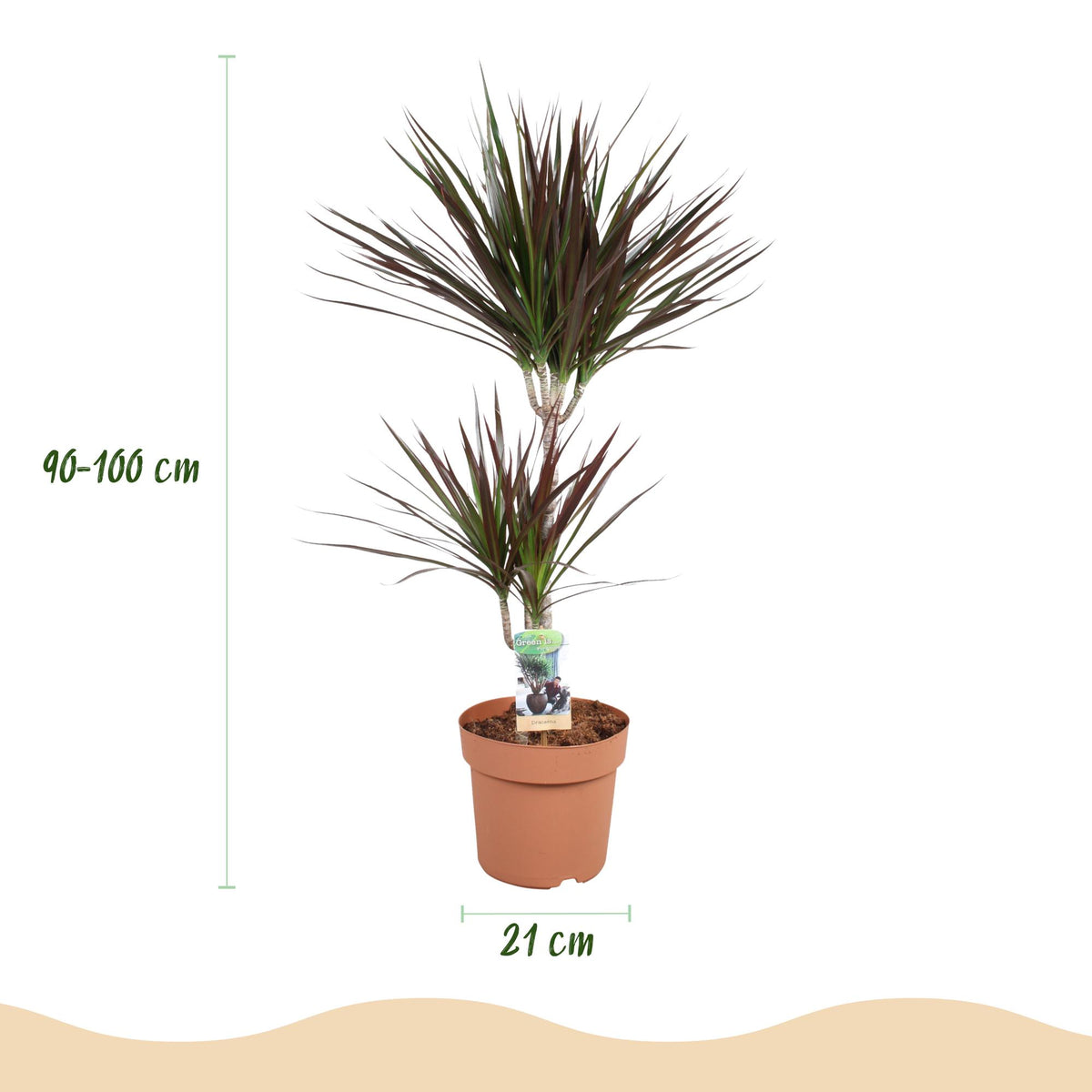 Green BoutiQ - Plantes d'intérieur - Dracaena Magenta - Dragonnier - Peu d'entretien - Vert - 1 plante - avec pot gris - Pot 21cm - Hauteur 90-100cm