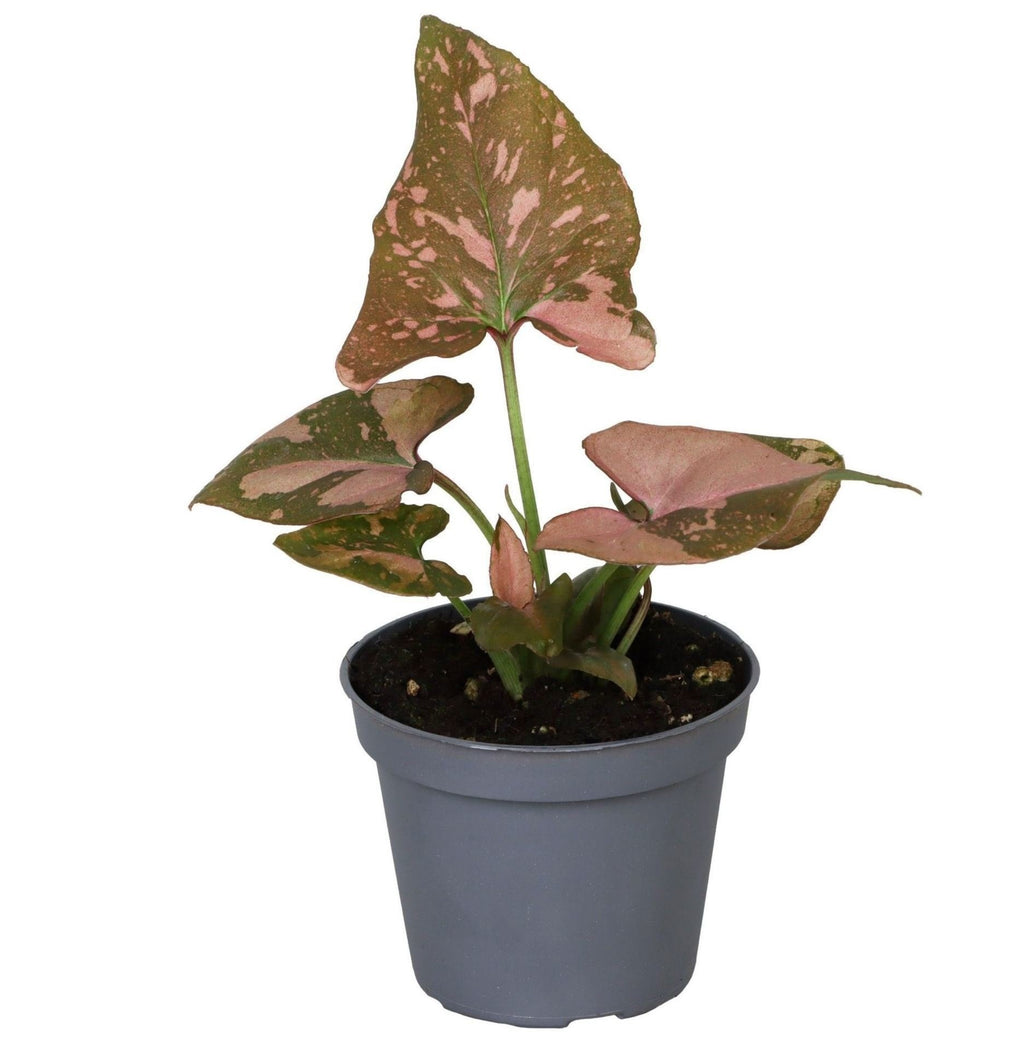 Syngonium Pink Splash - Pink Splash Arrowhead Plant - Green - Pink - Tropical - Ø6cm - ↕10cm
