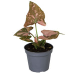 Syngonium Pink Splash - Pink Splash Arrowhead Plant - Green - Pink - Tropical - Ø6cm - ↕10cm