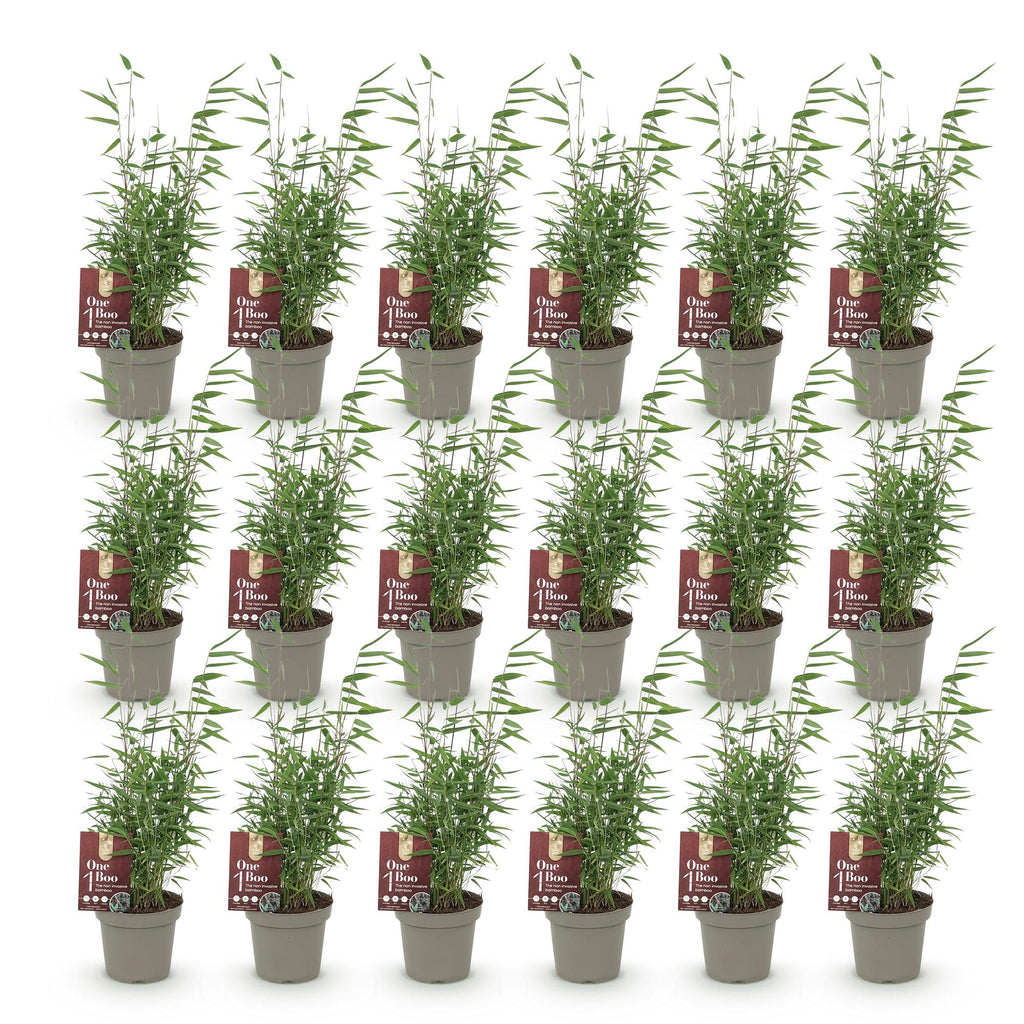 Green boutiQ - Bambou - Fargesia Red Dragon - Persistant - Non-envahissant - Vert - 18 Plantes - Pot 14cm - Hauteur 35cm