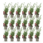 Green boutiQ - Bambou - Fargesia Red Dragon - Persistant - Non-envahissant - Vert - 18 Plantes - Pot 14cm - Hauteur 35cm