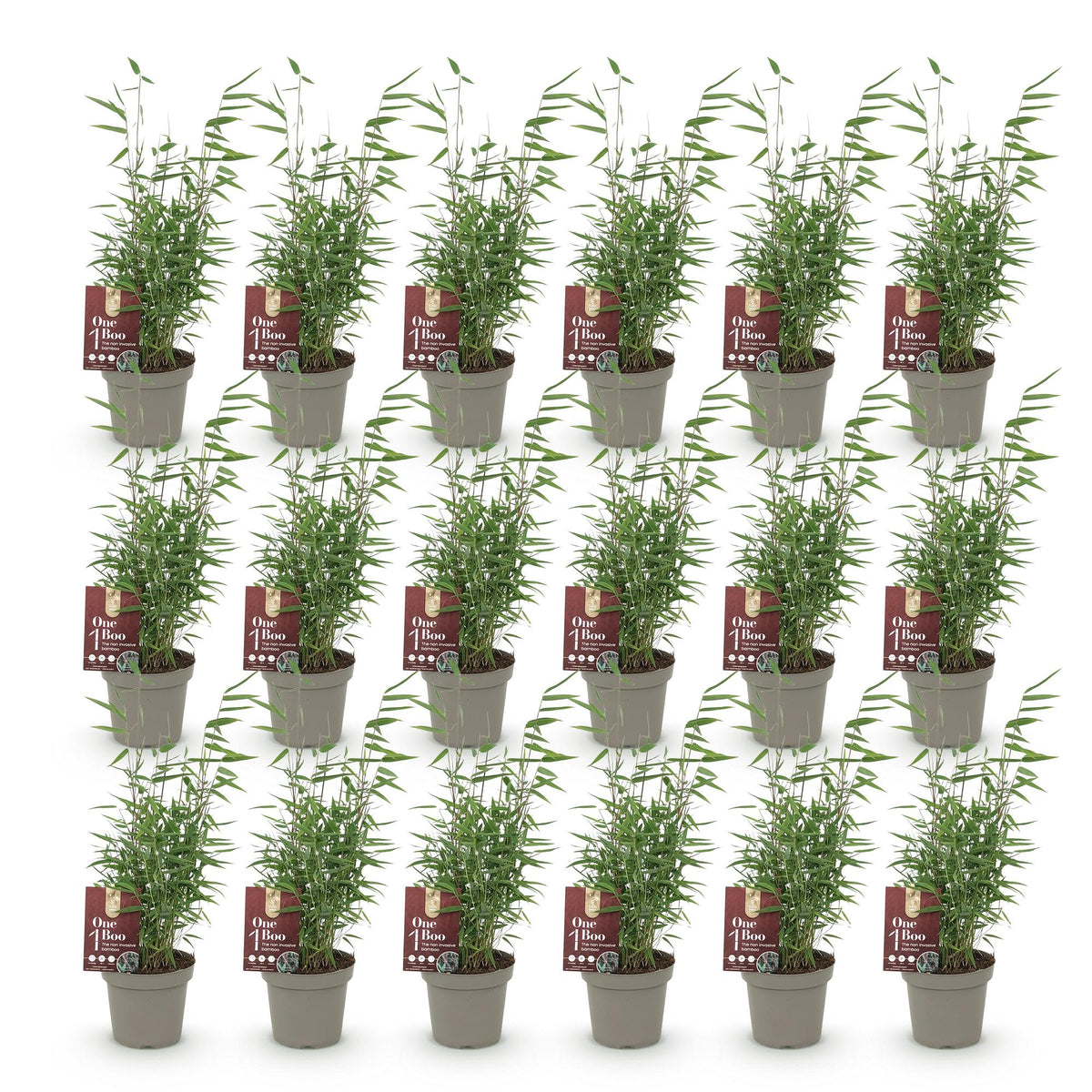 Green boutiQ - Bambou - Fargesia Red Dragon - Persistant - Non-envahissant - Vert - 18 Plantes - Pot 14cm - Hauteur 35cm