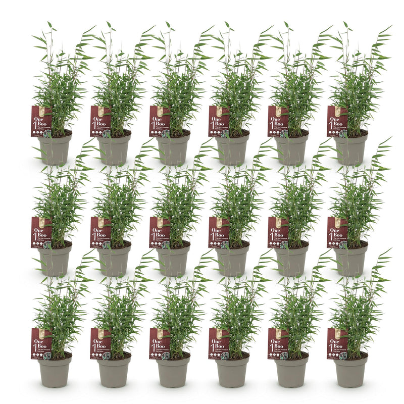 Green boutiQ - Bamboe - Fargesia Red Dragon - Bladhoudend - Niet Woekerend - Groen - 18 Planten - Pot 14cm - Hoogte 35cm