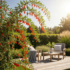 Green boutiQ - Plants fruitiers - Goji - Lycium Barbarum - Rustique - 3 plantes - Pot 9 cm - Orange - Fruit rouge