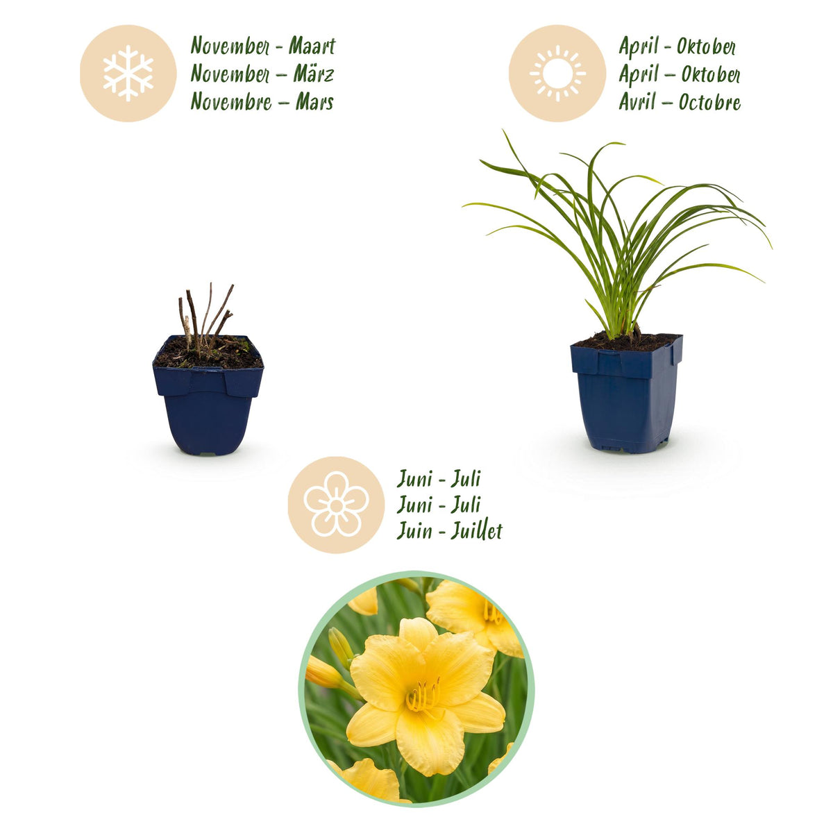 Green boutiQ - Plante vivace - Hemerocallis Stella d'Oro - Hémérocalle - Attire les abeilles et les papillons - Jaune - 24 Plantes - Pot 11cm - Hauteur 15-25cm