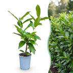 Green boutiQ - 24x Prunus laur. Novita - Laurier cerise - Plantes de haie - Persistant - Vert - Pot 9cm - Hauteur 25-35cm