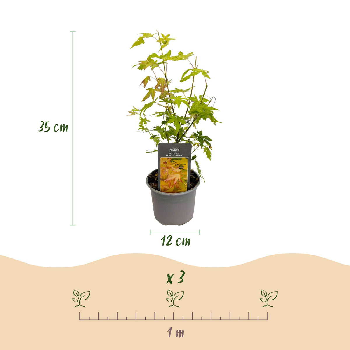Green boutiQ - Gartenpflanze - Acer palmatum Orange Dream - Orange - 3 Pflanzen - Laubabwerfend - Pflegeleicht - Topf 12cm Höhe 35cm