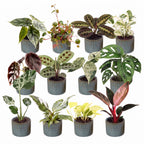 12x Baby Plants Surprise Box - Various colours - Tropical - incl. Linnea Misty Blue - Ø6cm - ↕5-15cm