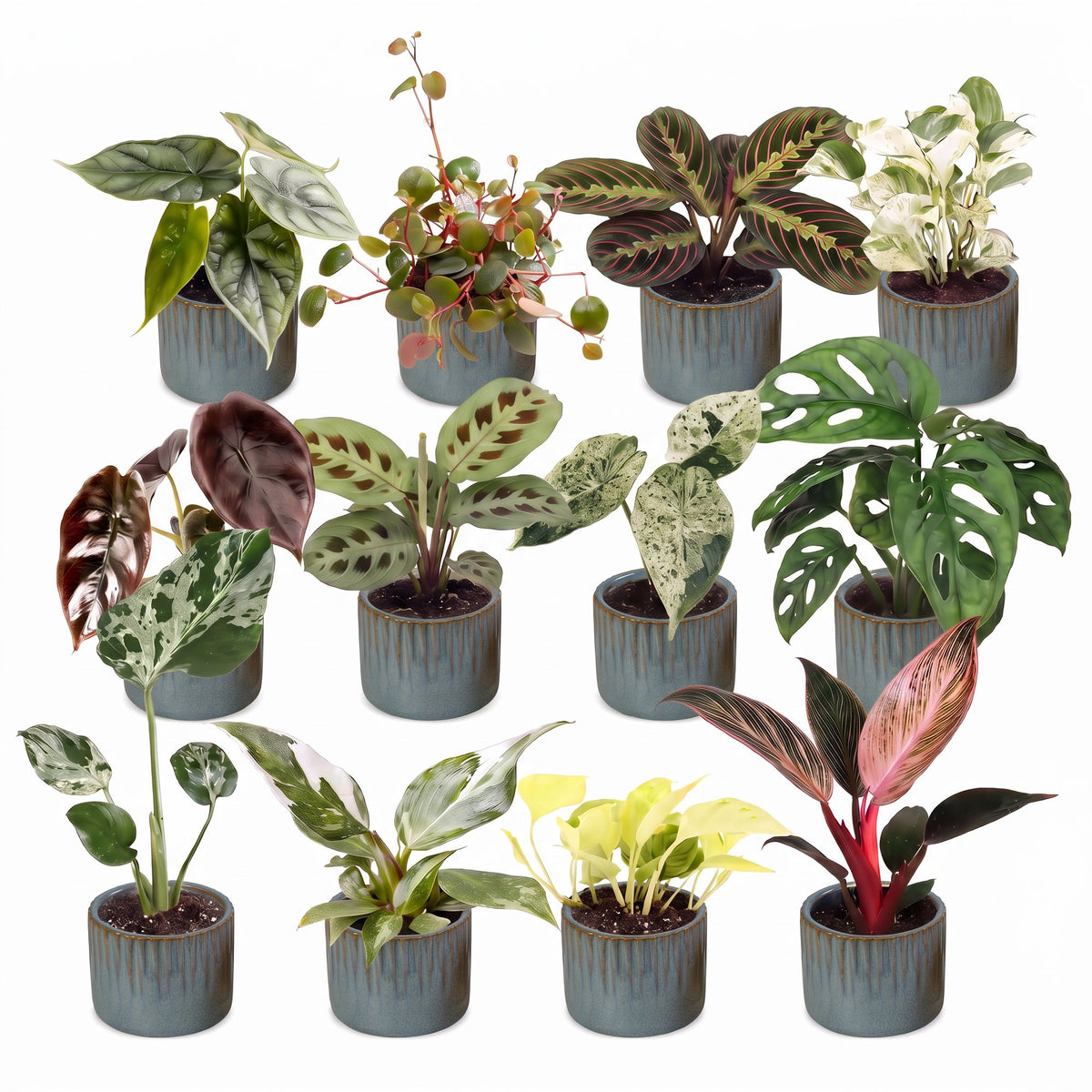 12x Baby Plants Surprise Box - Various colours - Tropical - incl. Linnea Misty Blue - Ø6cm - ↕5-15cm
