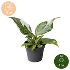 Philodendron White Princess - White Princess Philodendron - Green - White - Tropical - Ø6cm - ↕16cm