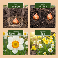 320x Narcissus mix - Narcissen mix - Diversen - Voorjaarsbloeier - Bolmaat 10/12