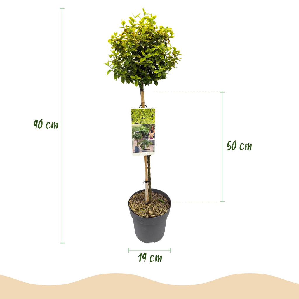 Green boutiQ - Stämmchen - Euonymus fortunei Emerald 'n' Gold - Terrassenpflanze - Immergrün - Winterhart - Grün-gelbes Blatt - Topf 19 cm, Höhe 90 cm